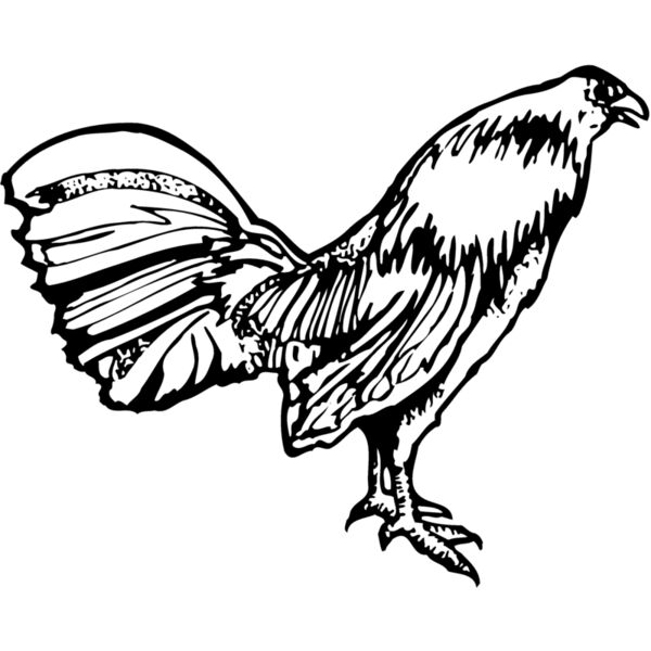 CHICK011 Thumbnail