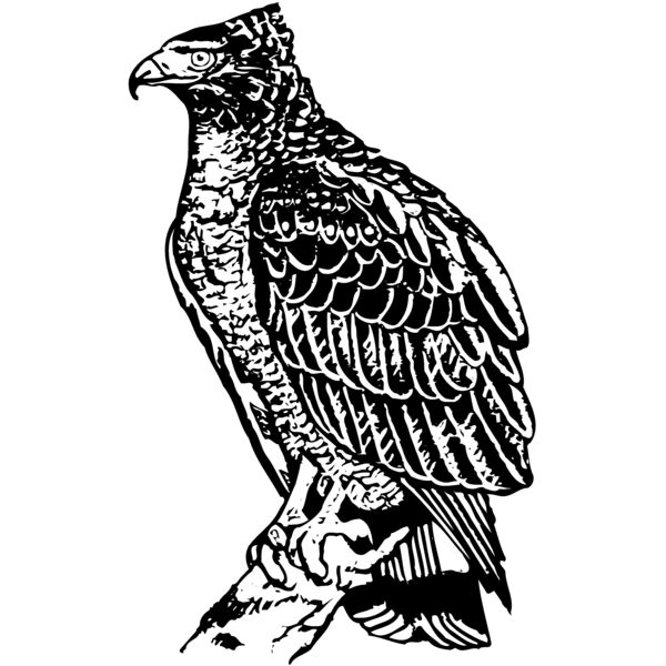EAGLE019 Thumbnail