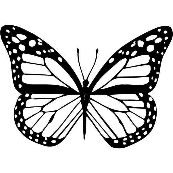 BTRFLY04 Thumbnail