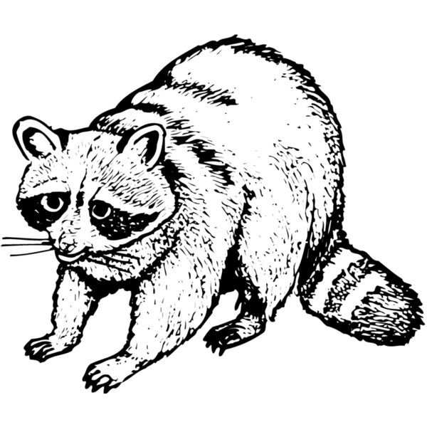 COON002 Thumbnail