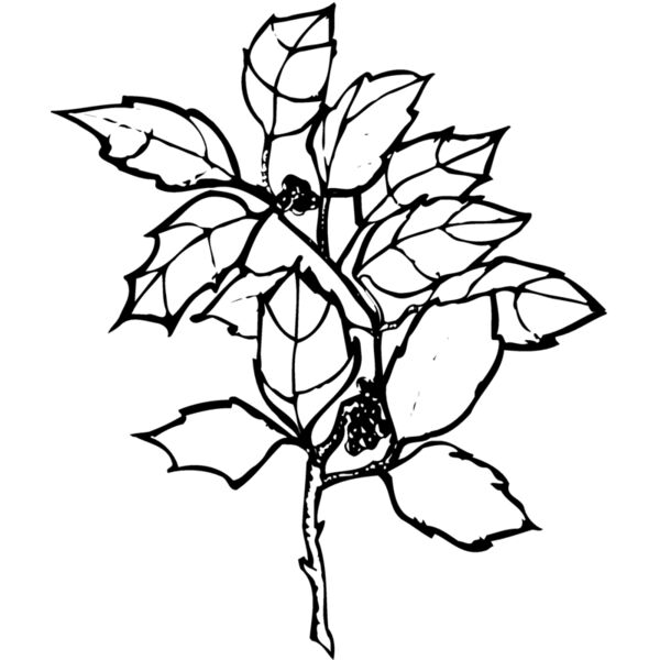 FLOWER08 Thumbnail